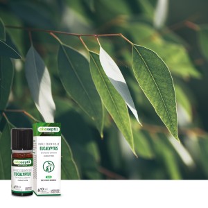 bHuile essentielle Eucalyptus globulus Huile essentielle Eucalyptus globulus