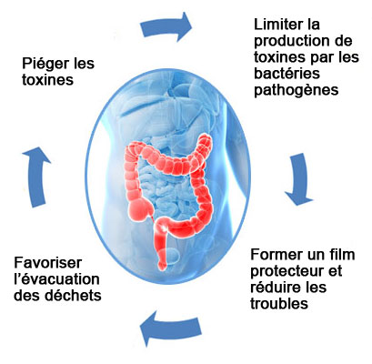 Detox Colon
