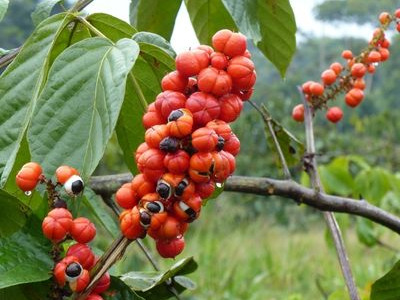 GUARANA : BIENFAITS ET UTILISATION