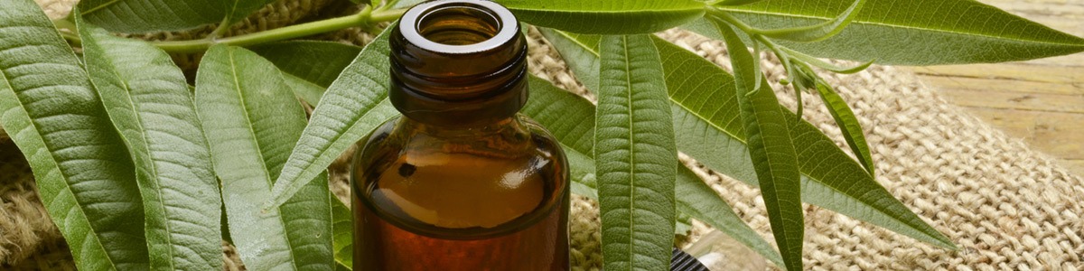 Comment se protéger naturellement des moustiques ?