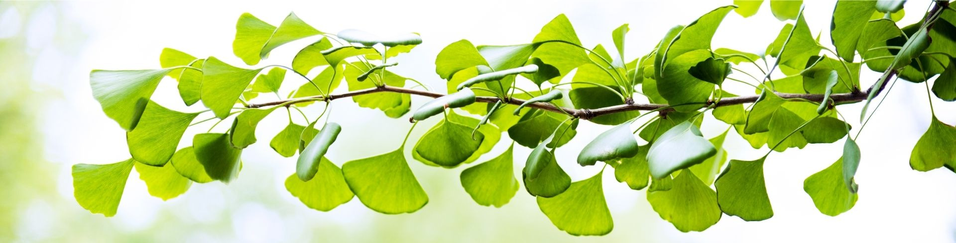 LES BIENFAITS DU GINKGO BILOBA