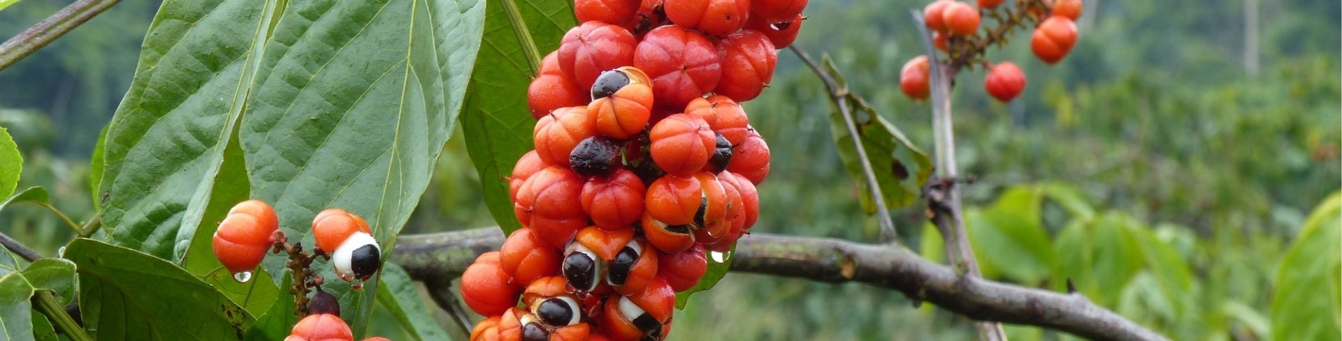 GUARANA : BIENFAITS ET UTILISATION