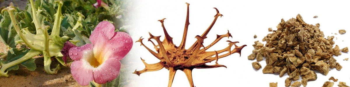L'Harpagophytum